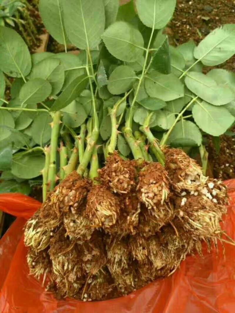 月季苗10cm以下