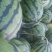京欣西瓜6斤打底9成熟1茬
