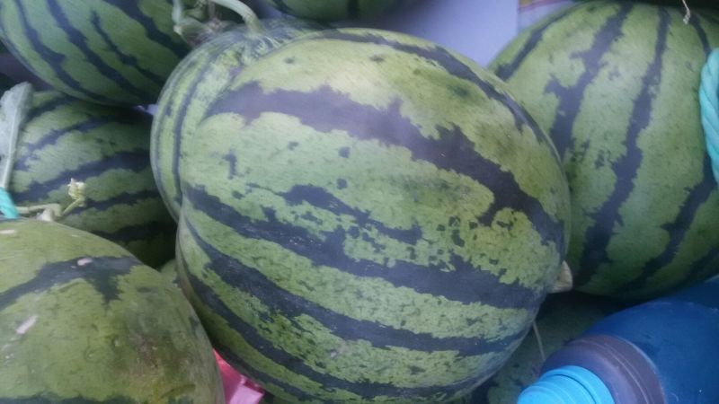 京欣西瓜6斤打底9成熟1茬