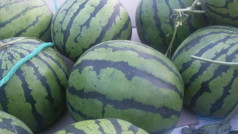 京欣西瓜6斤打底9成熟1茬