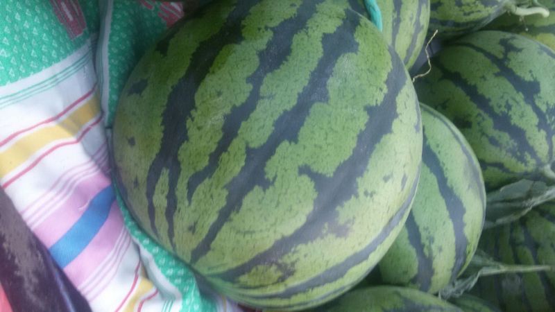 京欣西瓜6斤打底9成熟1茬