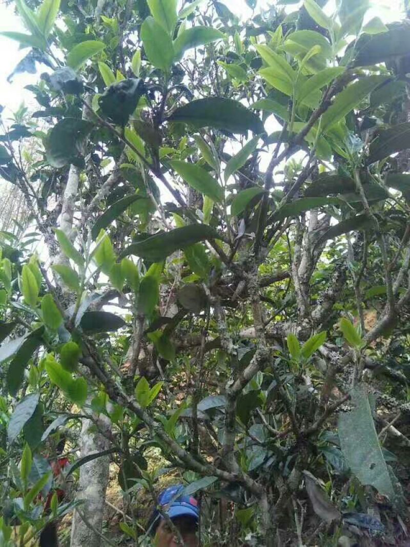 百年大树茶特级