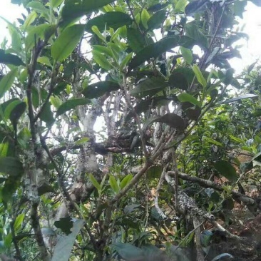 百年大树茶特级