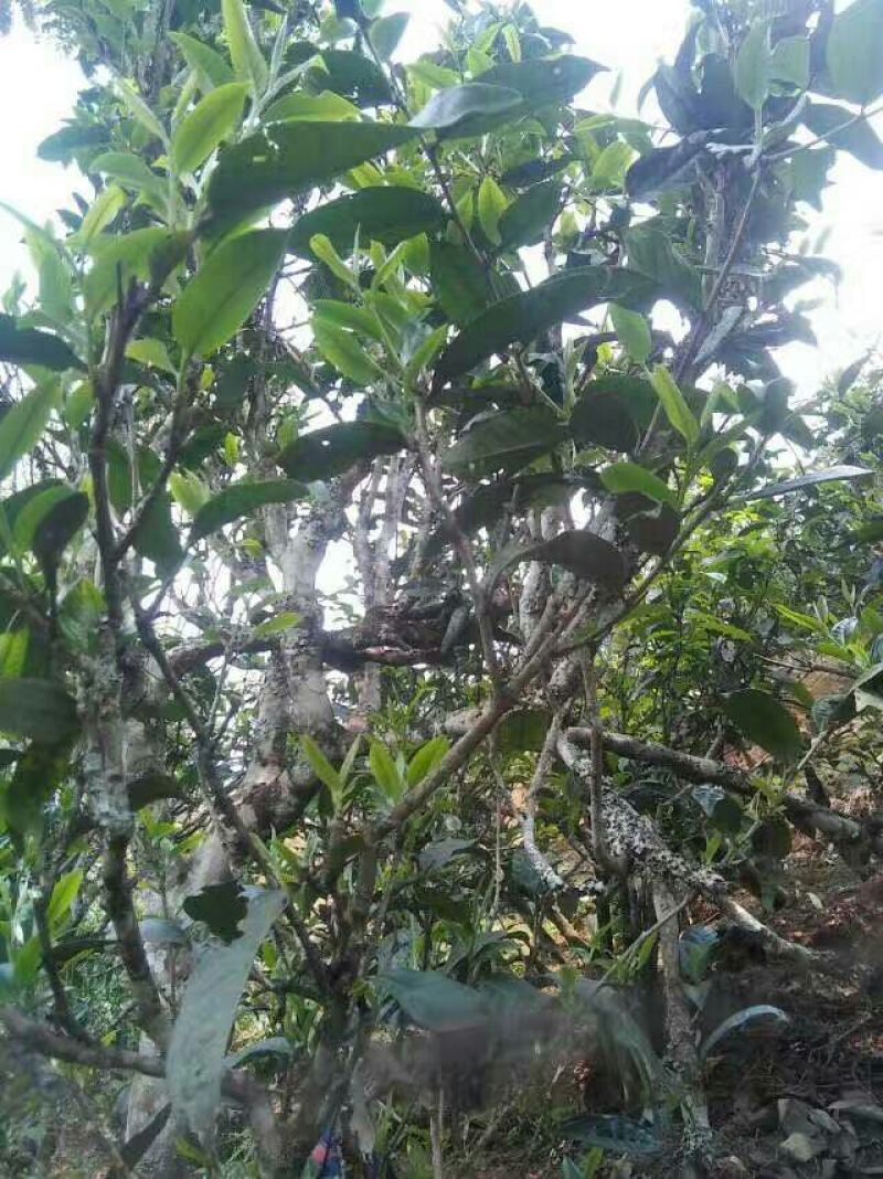 百年大树茶特级
