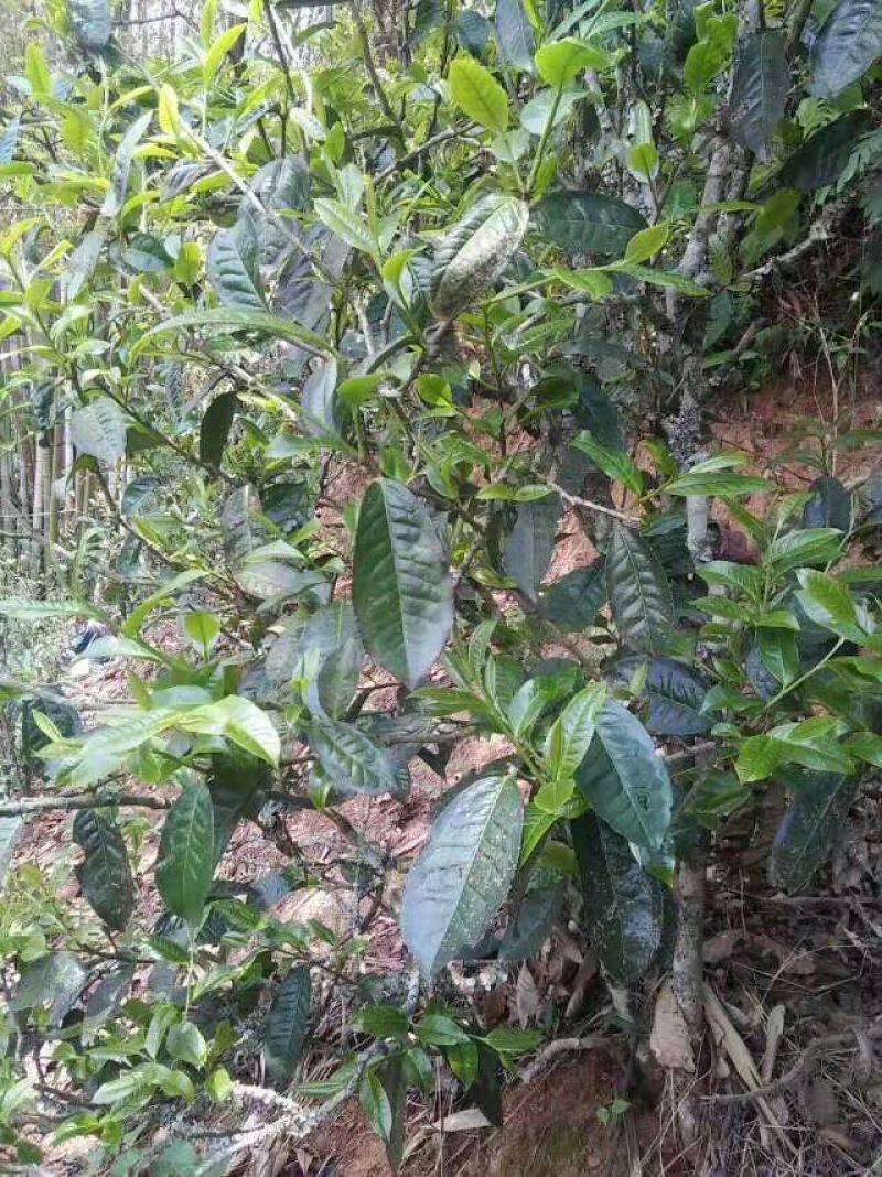 百年大树茶特级