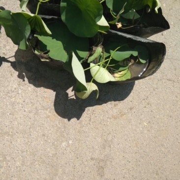 荷花20~30cm