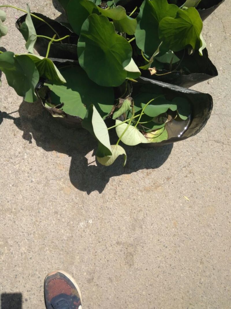 荷花20~30cm