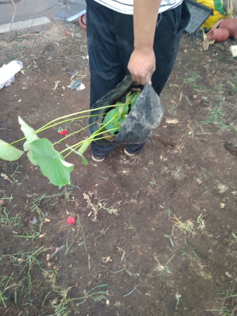 荷花20~30cm