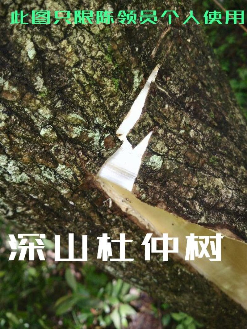 杜仲皮深山生长30年以上树龄【1：通货2:选货3:优质】