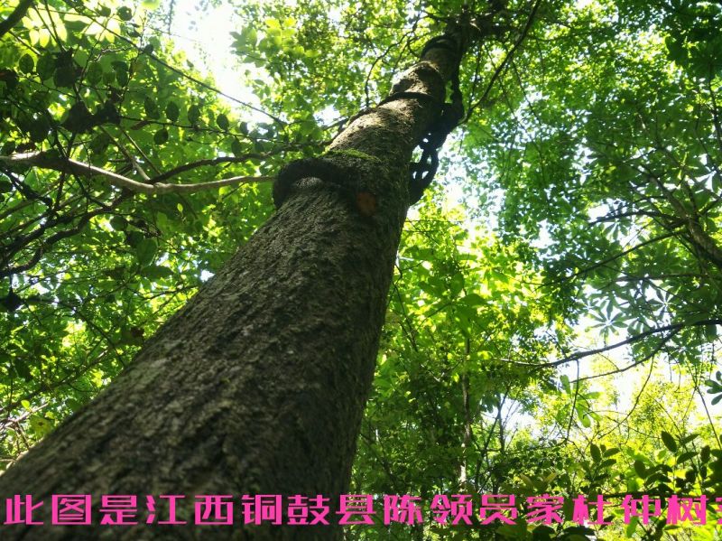 杜仲皮深山生长30年以上树龄【1：通货2:选货3:优质】