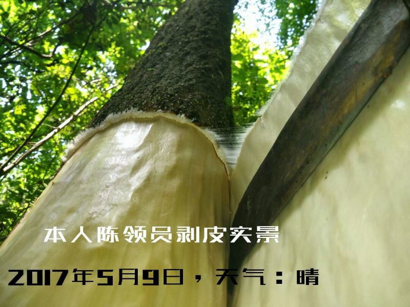 杜仲皮深山生长30年以上树龄【1：通货2:选货3:优质】