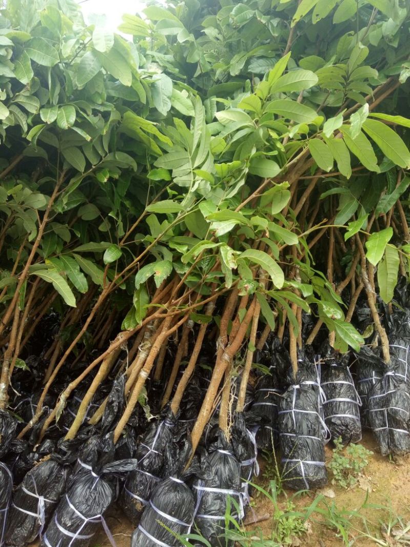 龙眼树苗50~80cm