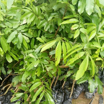 龙眼树苗50~80cm