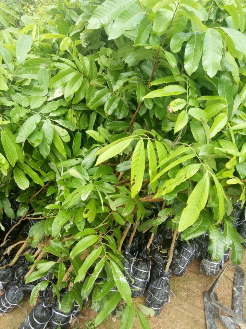 龙眼树苗50~80cm