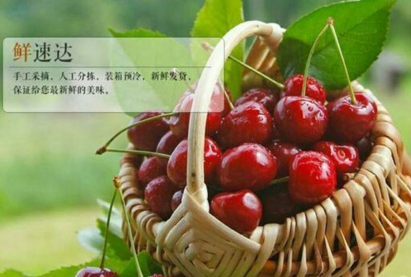 大樱桃，代收樱桃为全国各地客户，红灯黄蜜美早先锋大量批发