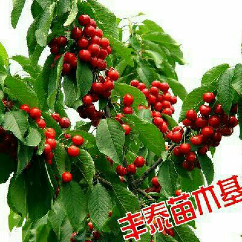 大樱桃，代收樱桃为全国各地客户，红灯黄蜜美早先锋大量批发