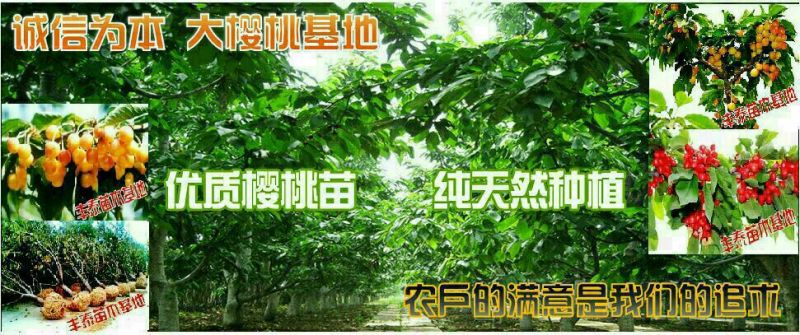 大樱桃，代收樱桃为全国各地客户，红灯黄蜜美早先锋大量批发