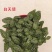 网纹草