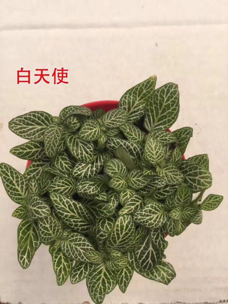 网纹草