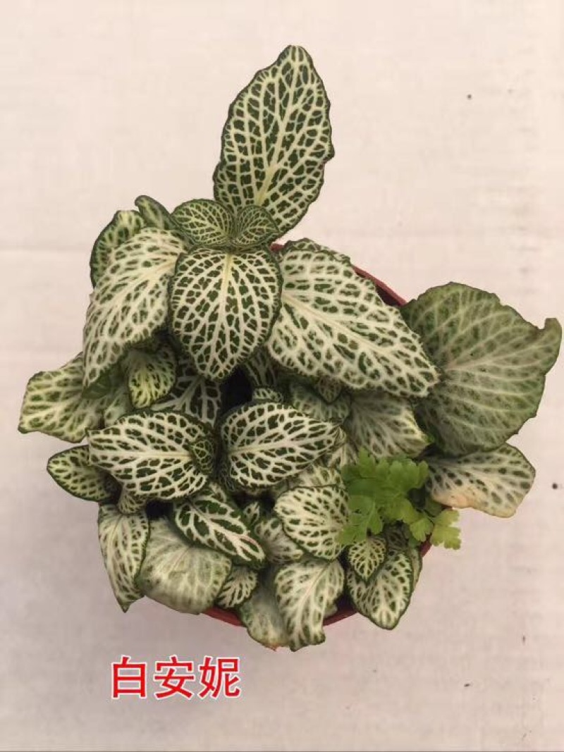 网纹草