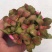 网纹草