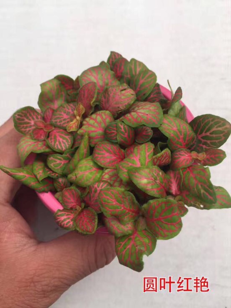 网纹草
