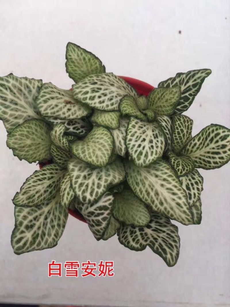 网纹草