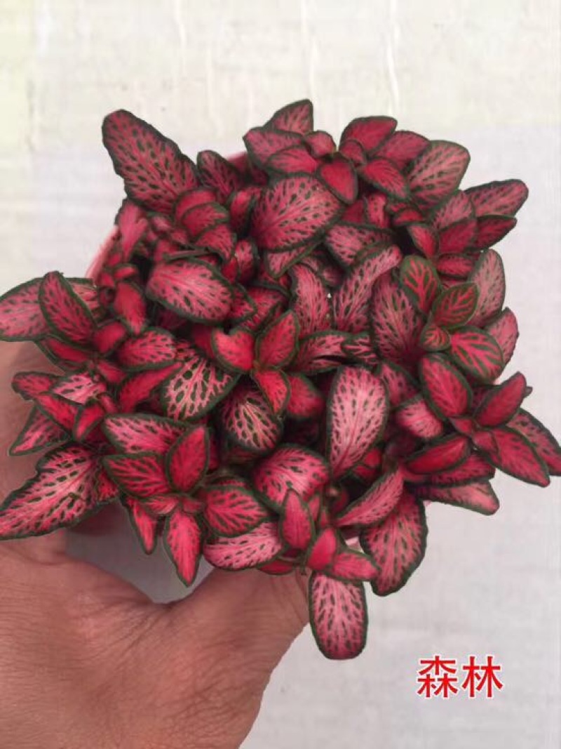 网纹草