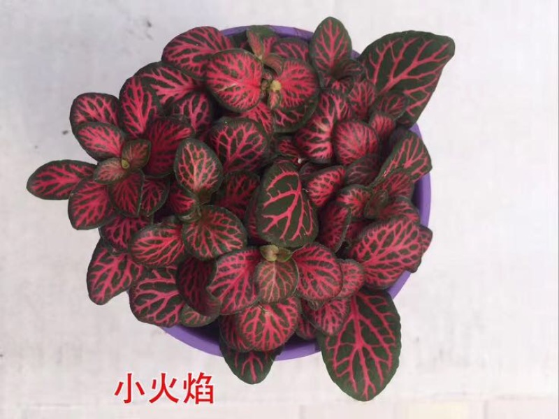 网纹草