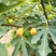 无花果50~60g