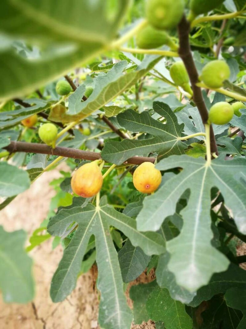 无花果50~60g