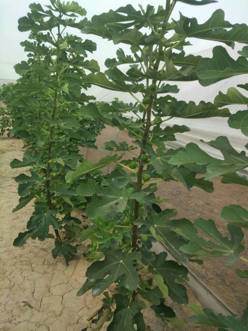 无花果50~60g