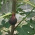 无花果50~60g