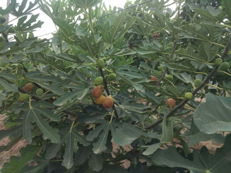 无花果50~60g