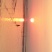 蛏子食用