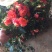 玫瑰苗