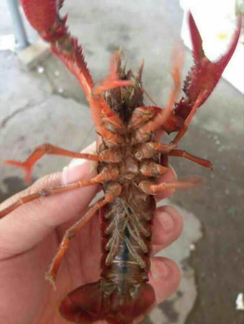 虾子