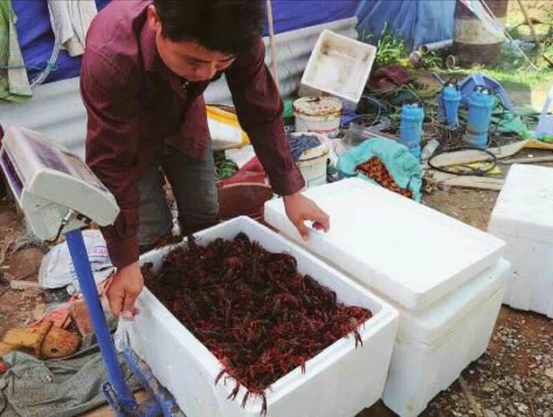 虾子