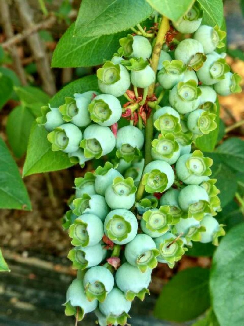 蓝莓鲜果12~14mm以上