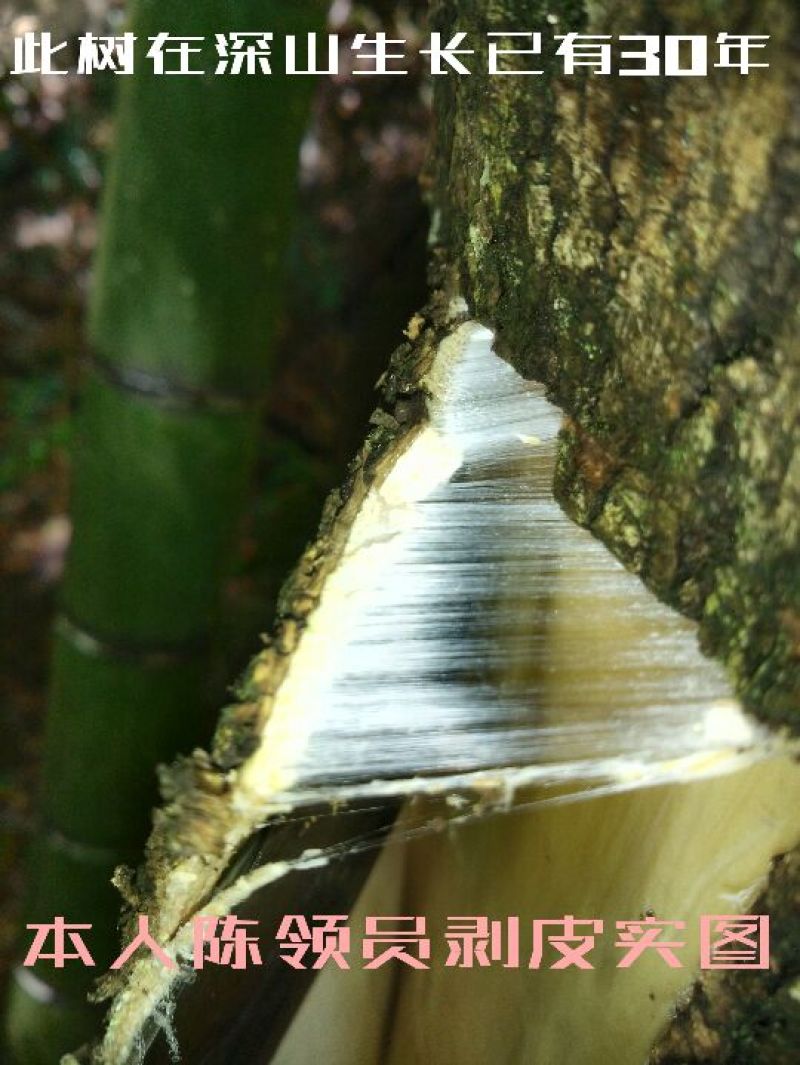杜仲皮深山生长30年以上树龄【1：通货2:选货3:优质】