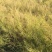 油菜籽