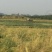 油菜籽