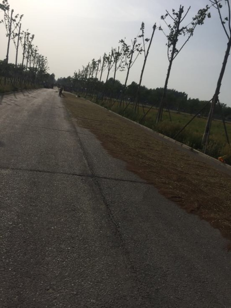 油菜籽