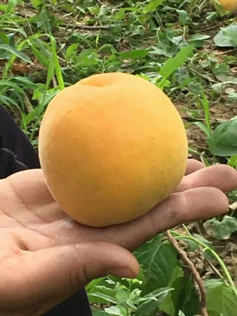 金太阳杏45mm以上