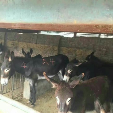 德州驴肉驴，驴苗免费送杂草机免费送货，生长快，抗病强