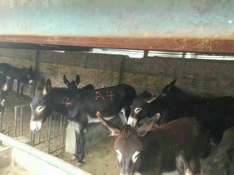 德州驴肉驴，驴苗免费送杂草机免费送货，生长快，抗病强