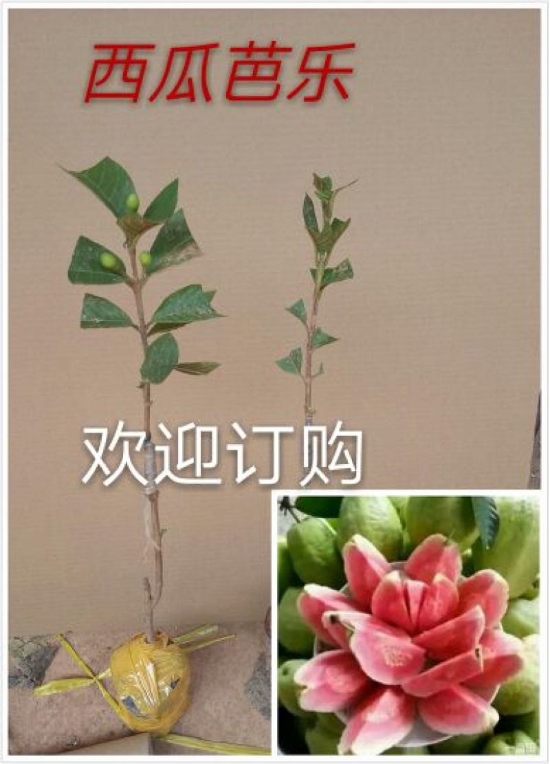 石榴苗实生苗50~60cm