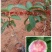 石榴苗实生苗50~60cm