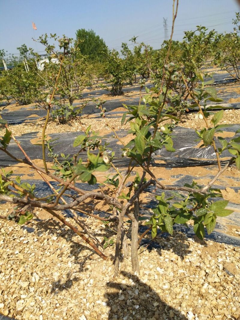 [荐]蓝莓苗免费提供管理技术基地直供现挖现发