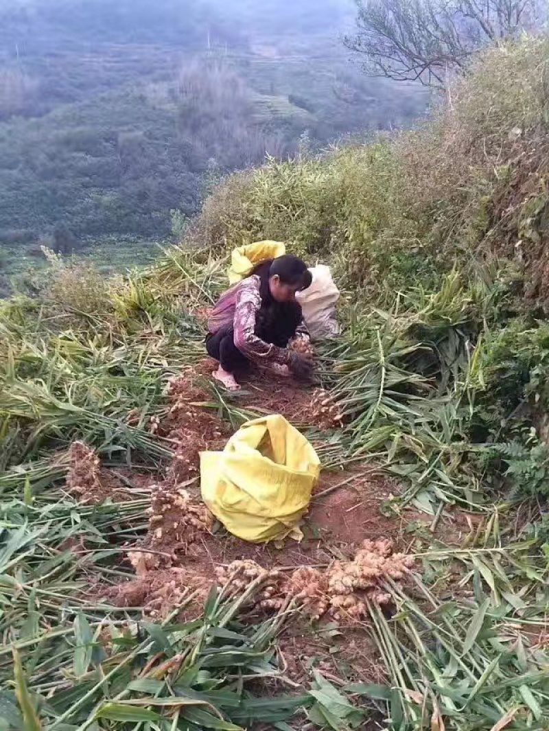 姜粉